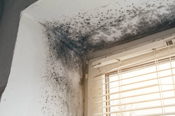 Affordable Mold Cleanup solutions in Clayton, NC
